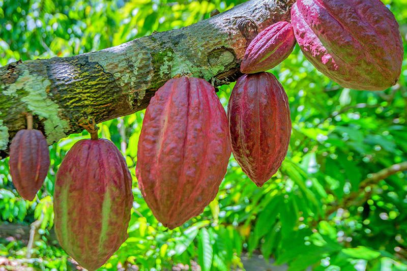 pianta di cacao